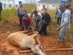 Polres Labusel Laksanakan Pemotongan Hewan Qurban