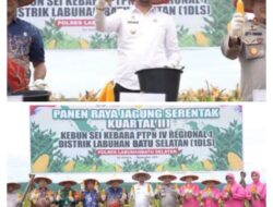 Bupati Labusel Pimpin Panen Raya Jagung Serentak Tahap III di PTPN IV, Tunjukkan Sinergi Pemerintah, BUMN, dan Petani